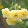 Rosier liane Banksiae Lutea