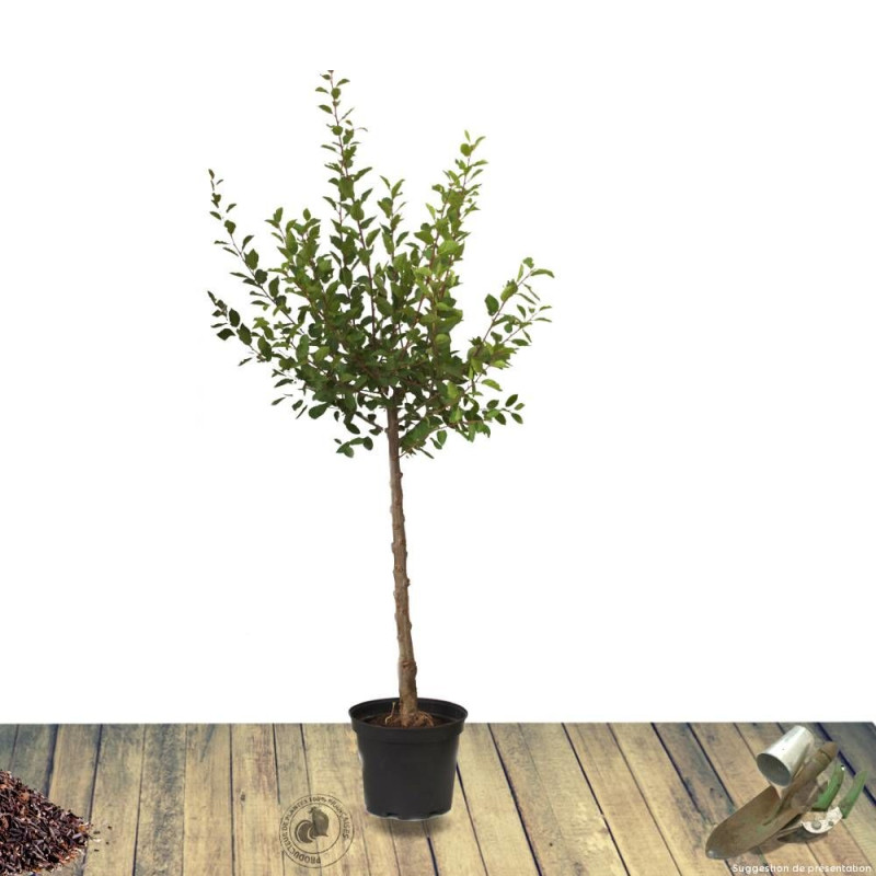 Pommier Reinette Clochard
