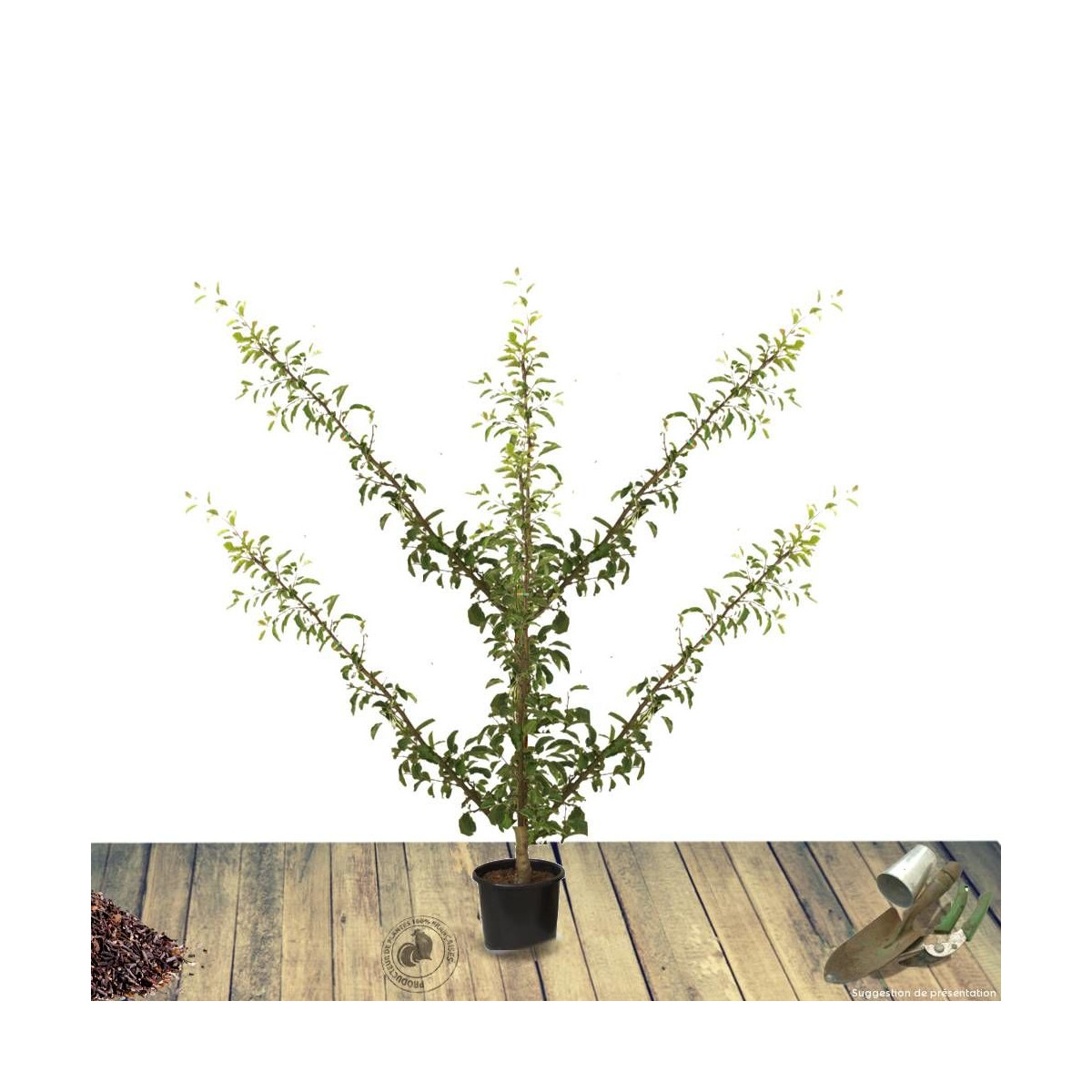 Pommier Reinette Clochard