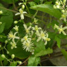 Clématite terniflora