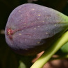 Figuier Osborn Prolific