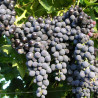 Vigne vinifera Muscat Bleu