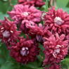 Clématite viticella Purpurea Plena Elegans