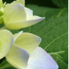Hortensia Renaissance®