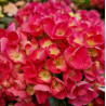 Hortensia macrophylla \'Julisa\'