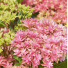Hortensia macrophylla YOU&ME® \'Inspire\'