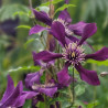 Clématite integrifolia Panther