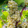 Vigne vinifera Apirena Bianca