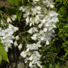 Glycine soyeuse