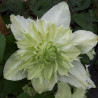 Clématite florida Alba Plena