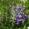 Clématite integrifolia Arabella