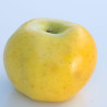 Pommier Reinette Clochard