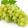 Vigne vinifera Exalta