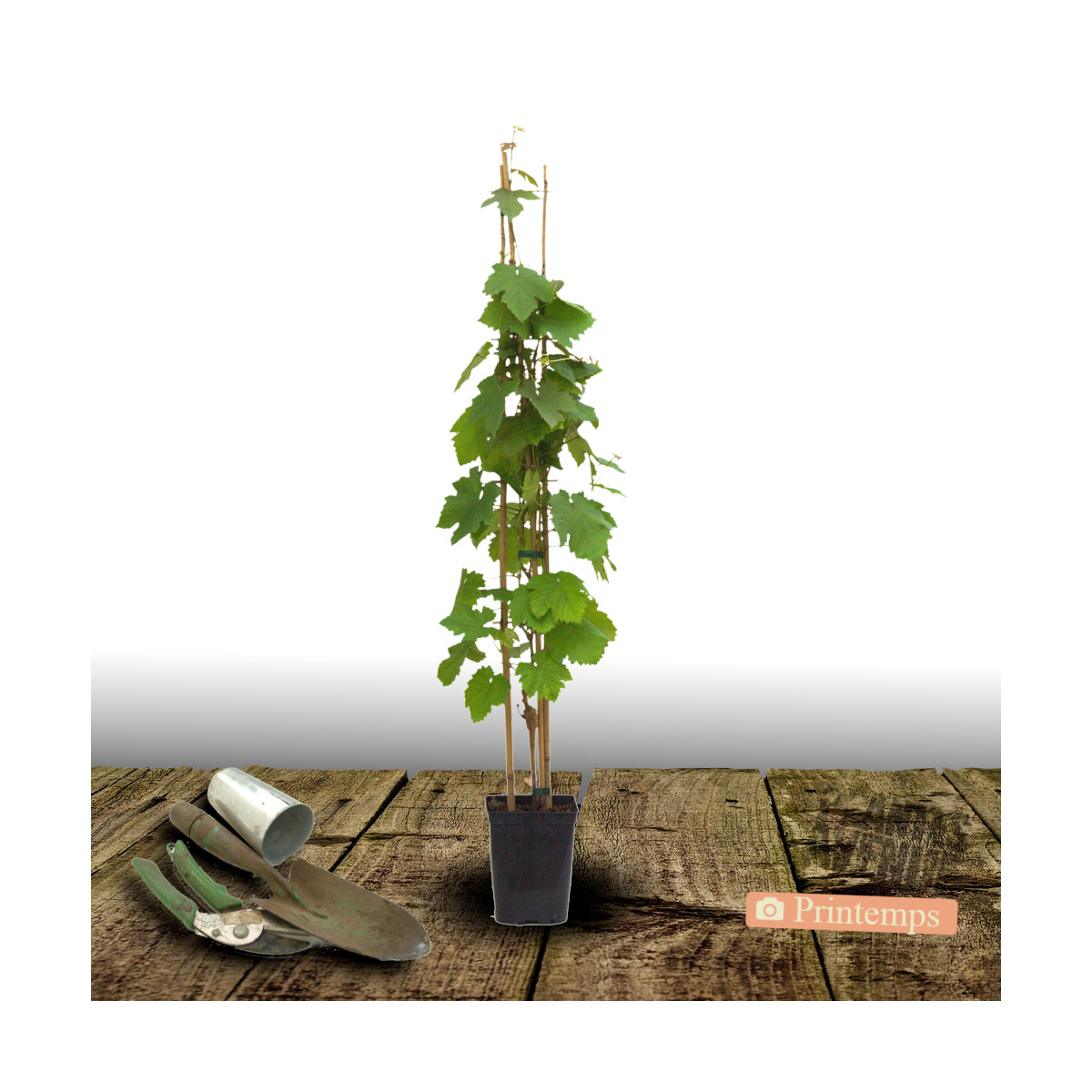 Vigne 'Alphonse Lavallée' - Plant En Conteneur 3-4 Litres - Raisin Noir Gros Grains, Sucré - Autofertile, Récolte Fin Août à Octobre