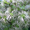Clématite integrifolia Fascination®