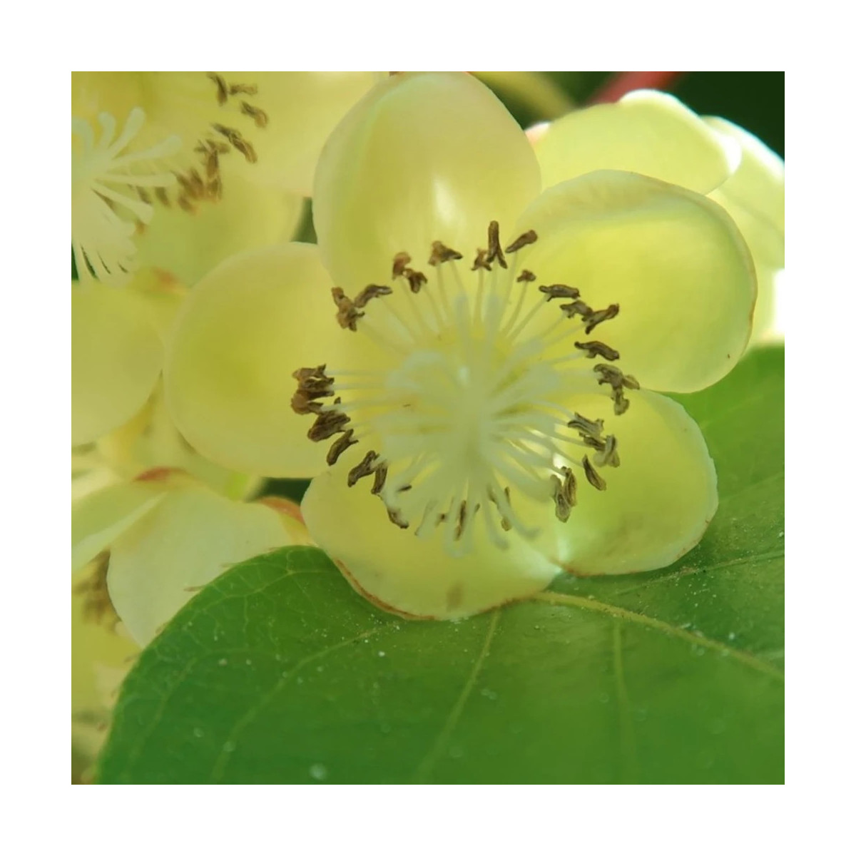 Kiwi Atlas (Mâle)