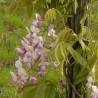 Glycine soyeuse Rosea