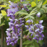 Glycine soyeuse Okayama